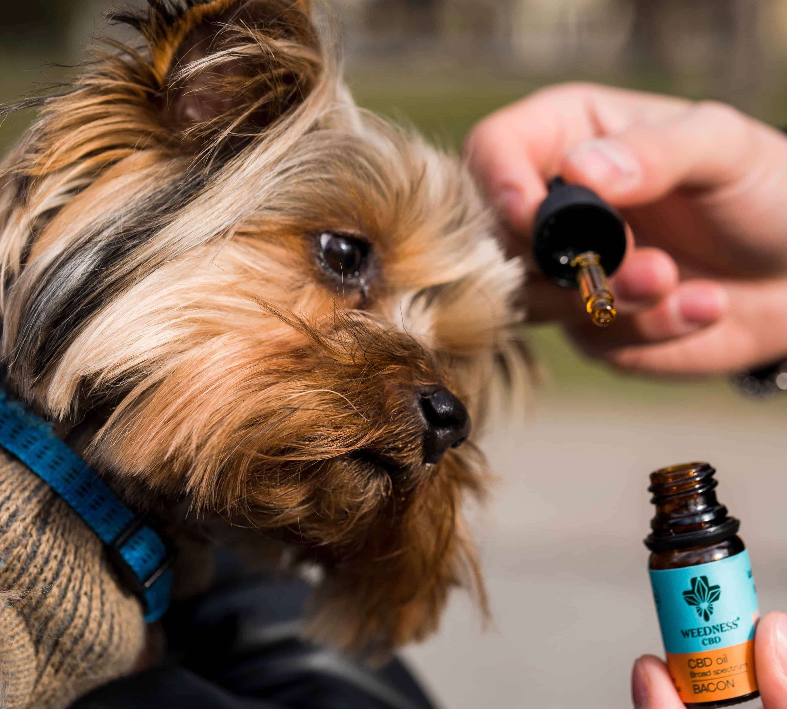 Buy CBD Oil for Small Dogs